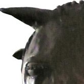 Horse head 1